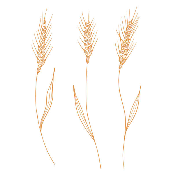 Ears of wheat, spelt. Heap of ears of wheat, dried whole grains. Cereal harvest, agriculture, organic farming, healthy food symbol. Ears of wheat are drawn by hand. Design element. Isolated background Ears of wheat, spelt. Heap of ears of wheat, dried whole grains. Cereal harvest, agriculture, organic farming, healthy food symbol. Ears of wheat are drawn by hand. Design element. Isolated background. Vector threshing stock illustrations
