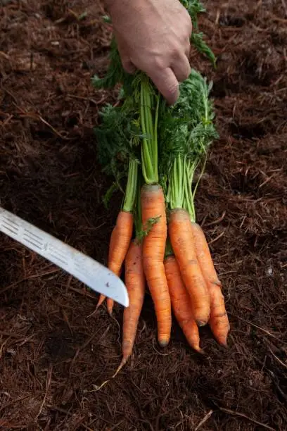 A person is harvesting carrots from a vegetable garden on a rural farm