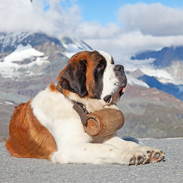 st. bernard cane - european alps switzerland glacier high angle view foto e immagini stock