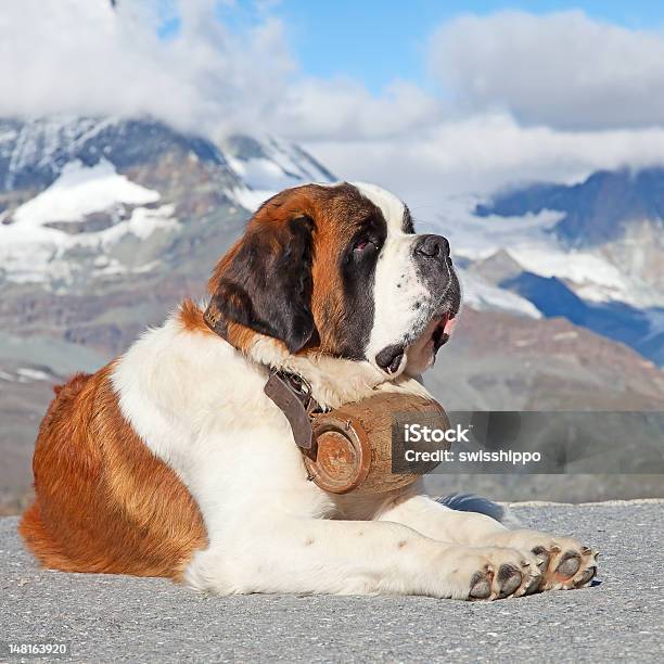 Святой Bernard Собака — стоковые фотографии и другие картинки Сенбернар - Сенбернар, Собака, Швейцария