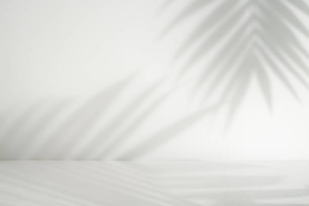 istock Palm leaf shadow overlay. Minimalist shadow overlay for product placement. Aesthetic perspective product display 1481640455