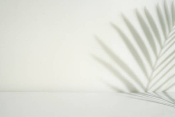 istock Palm leaf perspective shadow overlay. product display room 1481640471
