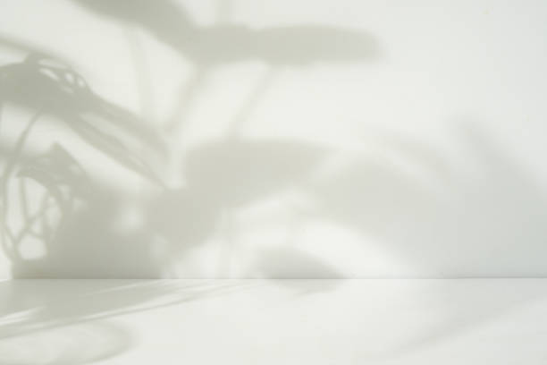istock Abstract leaf shadow overlay in perspective for product placement 1481640546