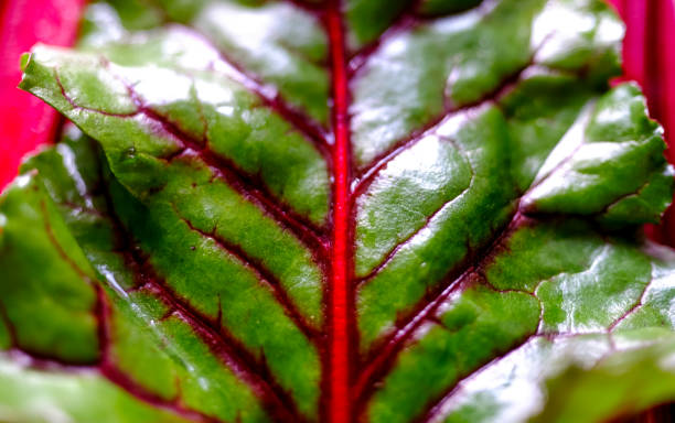 Fresh raw beet greens ready for cooking. Natural background.