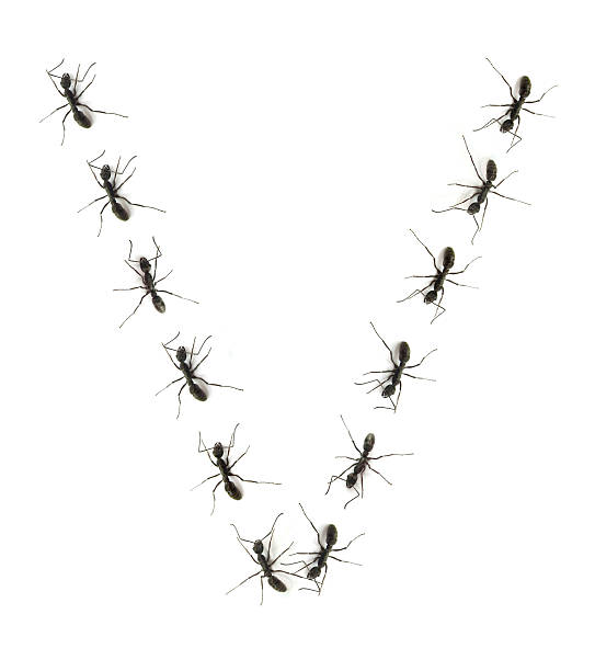istock alphabet letters spelled by ant in line 148164195