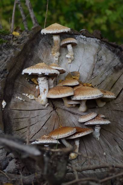 istock Vertical shot of pholiota squarrosa growing on a tree in a forest 1481643478