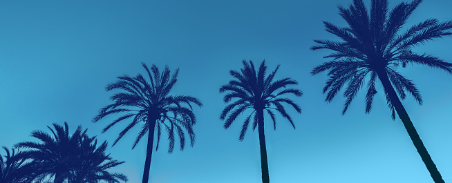 A row of tropic palm trees against the dark blue sky. Silhouette of palm trees. Tropic evening landscape. Blue toning. Horizontal banner