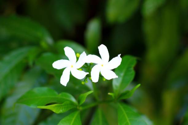 istock Greens Leafs Bushes in the park, India 1481643850