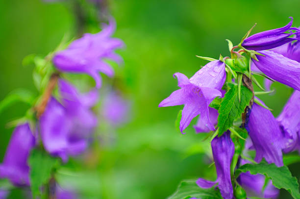 istock Giant Bellflower with Water Drops on Flower Bed 148164436
