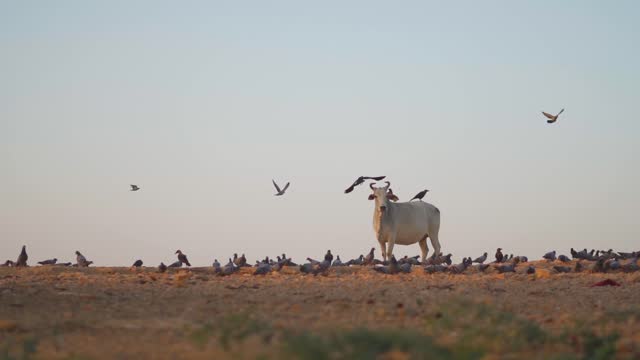 Closeup shot of Indian cow standing in front of the clear sky with flock of pigeons besides it at Jaisalmer in Rajasthan, India