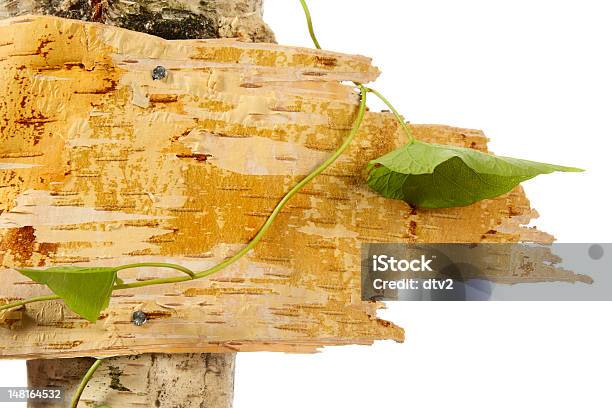 Pintura - Fotografias de stock e mais imagens de Casca de árvore - Casca de árvore, Cortiça, Figura para recortar