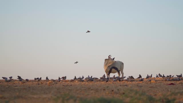 Closeup shot of Indian cow standing in front of the clear sky with flock of pigeons besides it at Jaisalmer in Rajasthan, India