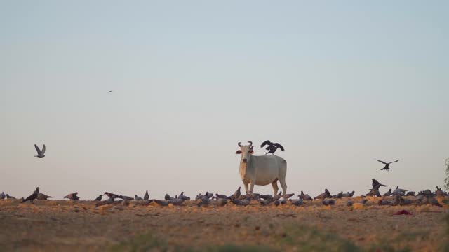 Slow motion shot of Indian cow standing in front of the clear sky with flock of pigeons flying in front of it at Jaisalmer in Rajasthan, India.