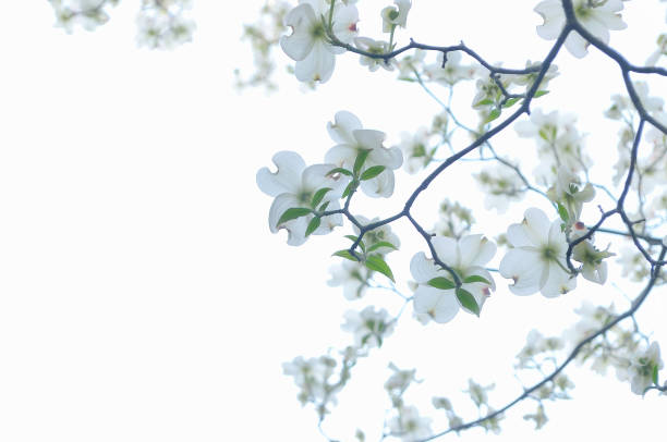 Natural Pattern of Dogwoods