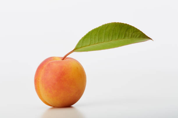 istock Apricot with a green leaf isolated on white background 1481648876