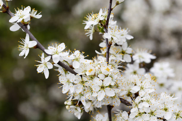 istock Blossom of Blackthorn ( Prunus spinosa ) - Closeup 1481652906