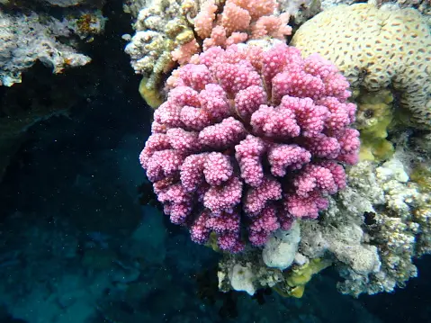 Corail Sip Beau Corail Photos | Télécharger des images gratuites sur Unsplash