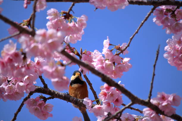 istock Varied tit and Okan-zakura,Looking at the camera (Muroto Park, Kochi Prefecture) 1481655432