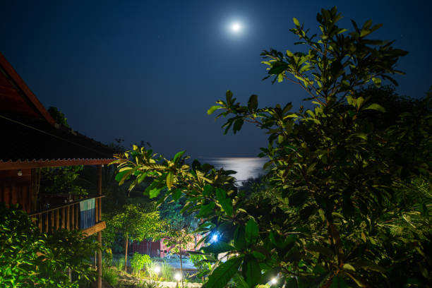 Seafront bungalows on the tropical island with a lot of green trees at the night
