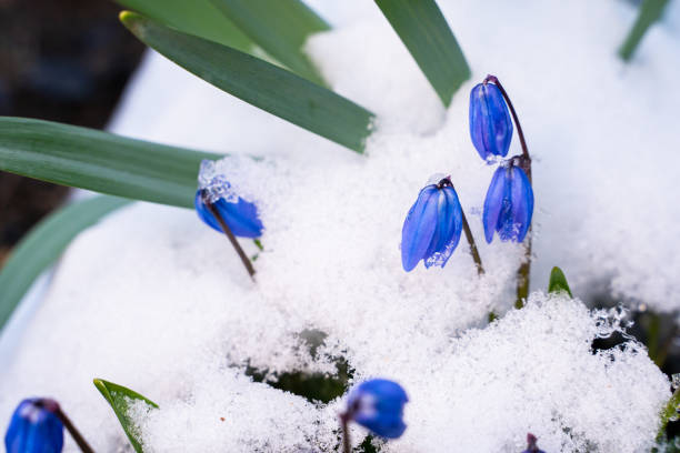 istock Blue flowers scilla in the snow close up 1481656587