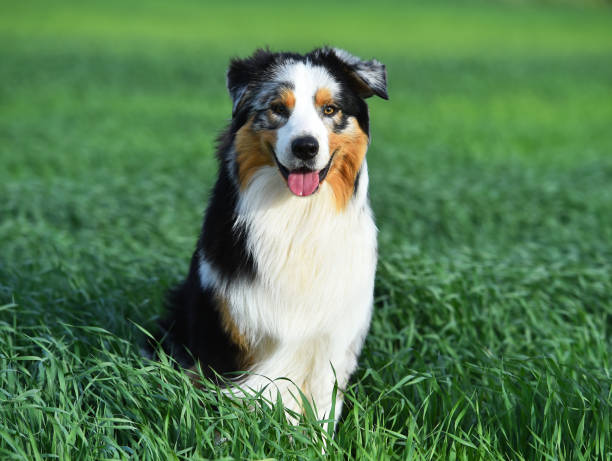 istock A puppy australian shepherd dog 1481656778