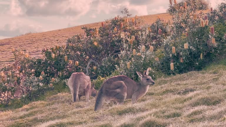 Kangaroos