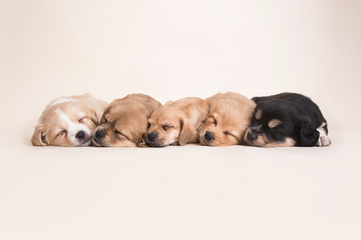 Very tired mixed breed dog babies taking a nap on a pet photography studio