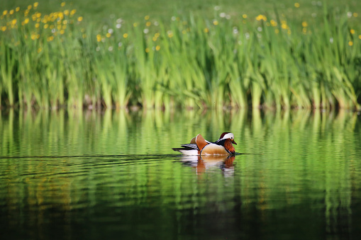 side view of Mandarin duck on the water with reflection
