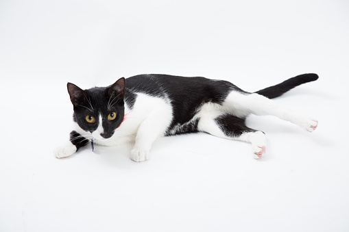 Black and white adult mixed breed little domestic cat on a studio photoshoot on a white background