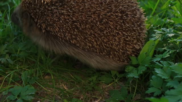 Hedgehog raises its muzzle, sniffs and runs away. Wild animal in green grass. Slow motion