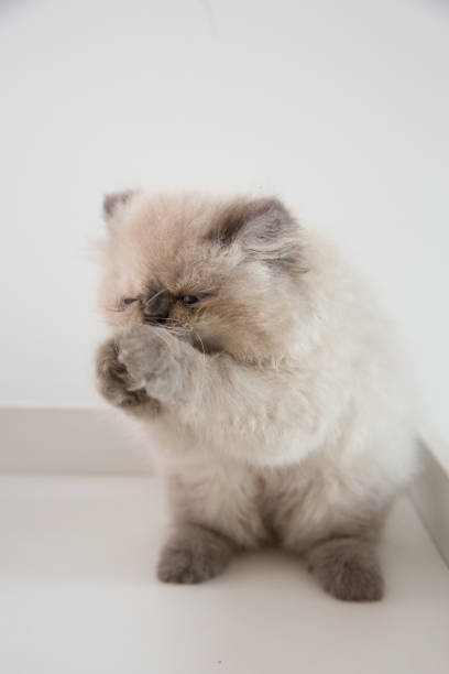 istock Pure breed pedigreed persian birman kitten cute 1481659270