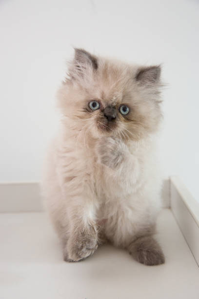 Little gray kitten Pure breed pedigreed persian birman kitten cute