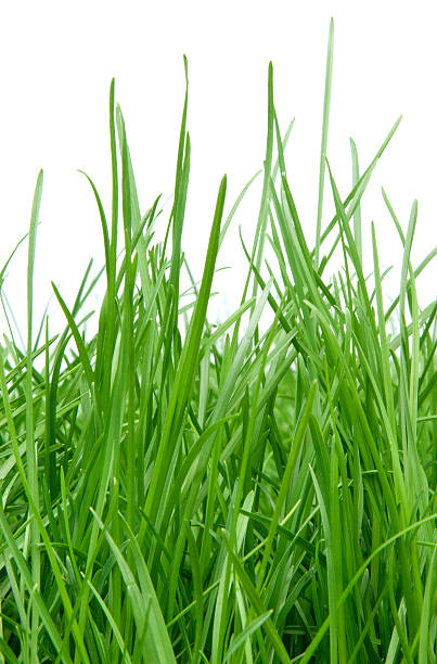 Needs Mowing... stock photo