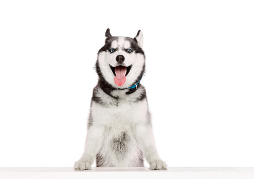 One adorable Siberian Husky dog with tongue sticking out posing isolated over white studio background. Beauty, animal health, happiness, care concept. Copy space for ad