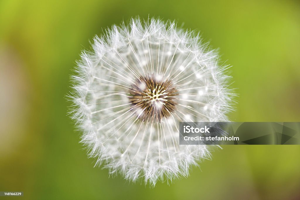 Diente de león en la parte superior - Foto de stock de Aire libre libre de derechos