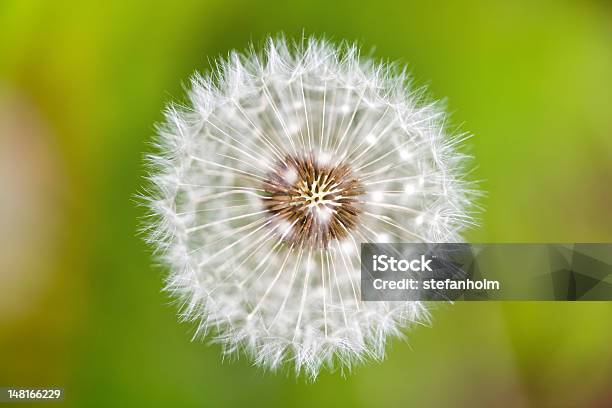 Diente De León En La Parte Superior Foto de stock y más banco de imágenes de Aire libre - Aire libre, Aumento a gran escala, Aumento a pequeña escala