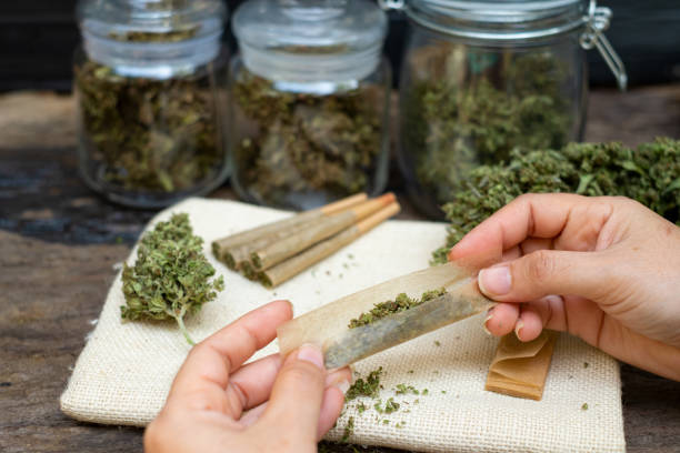 istock Female hands rolling marijuana with the cannabis bud 1481663445