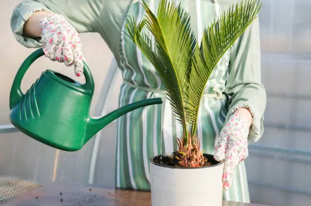 Tropical plant cycas revoluta, cycad,in a white pot. Woman gardener watering from a watering can Japanese sago Palm tree. Close-up.