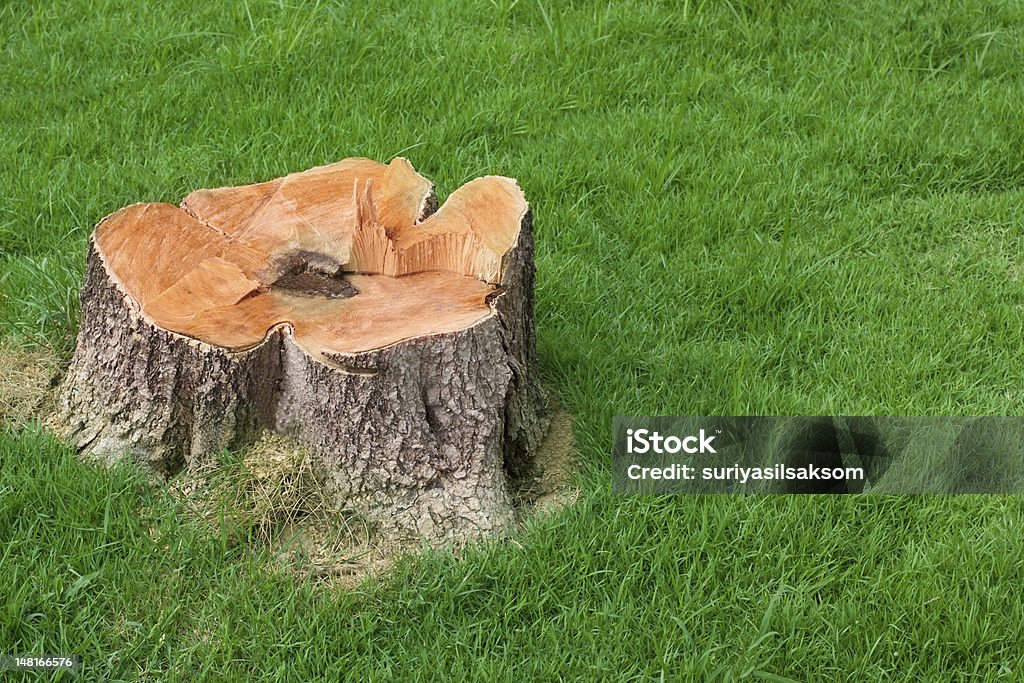 tree stump and green grass field tree stump and green grass field of home garden Agricultural Field Stock Photo