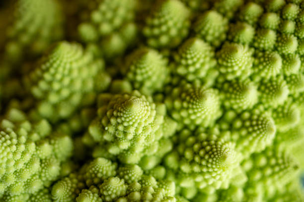 istock Macro shot of a Romanesco 1481666279