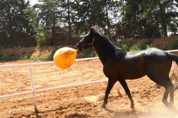 istock Horse portrait 1481667826