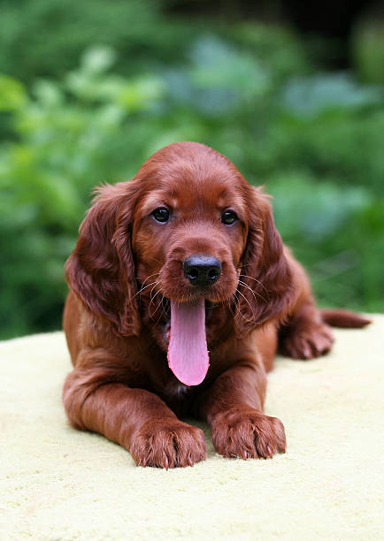 Irish Setter puppy Cute Irish Setter puppy yawning irish red and white setter stock pictures, royalty-free photos & images