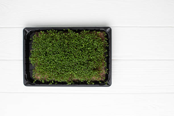 istock Greenery microgreens in a black pot on a white-gray background with a shadow from the daylight 1481672462