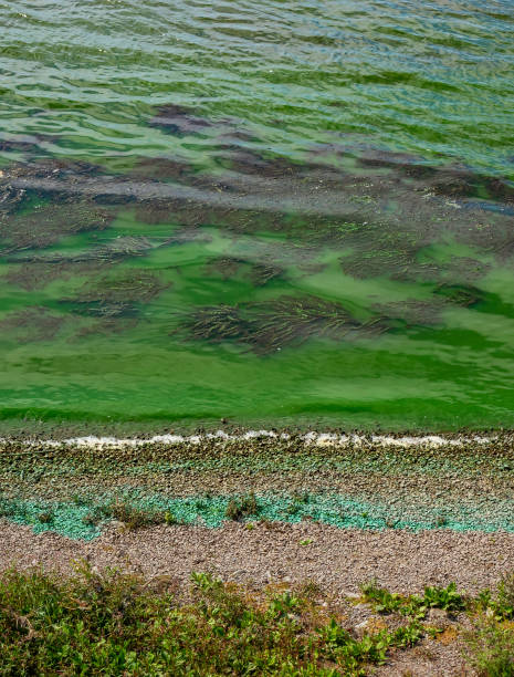 istock Algae bloom in the river. Water with green algae on the shore 1481673166