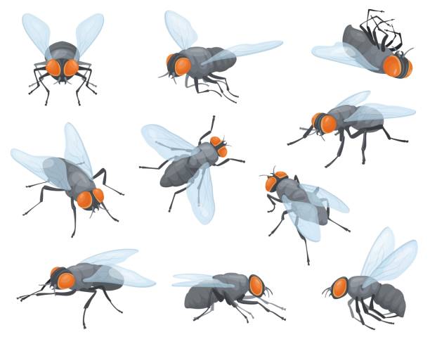 ilustrações de stock, clip art, desenhos animados e ícones de houseflies. house flies, domestic fly insects, housefly fly-in and fly-out or sit on wall, insect head with proboscis, tiny bug wings body pests isolated neat vector illustration - fly housefly ugliness unhygienic