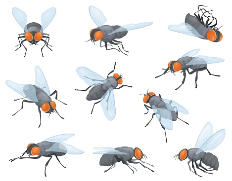 Houseflies. House flies, domestic fly insects, housefly fly-in and fly-out or sit on wall, insect head with proboscis, tiny bug wings body pests neat vector illustration of housefly domestic insect