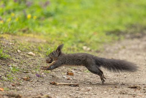 Dark brown eurasian red squirrel (Sciurus vulgaris) running in a forest carrying a walnut in its mouth.