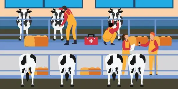 Vector illustration of Veterinary general clinical cattle exam and diagnosis