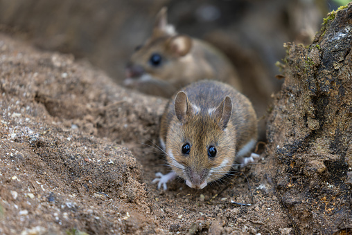 Two yellow-necked mouse (Apodemus flavicollis) eating seeds.