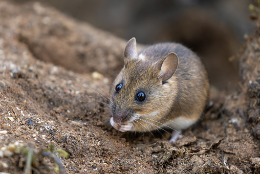 Yellow-necked mouse (Apodemus flavicollis) eating seeds.